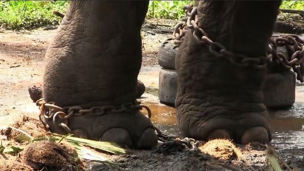 The shackled legs of an elephant standing in a puddle and dung