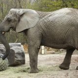 Kanabis i životinje: Anksiozna slonica u Zoo vrtu u Varšavi dobiće ulje ekstrakta kanabisa 10