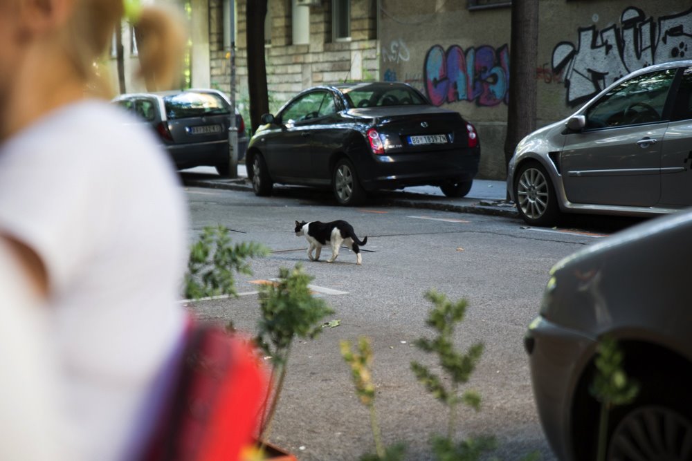 mačka na ulici beograd