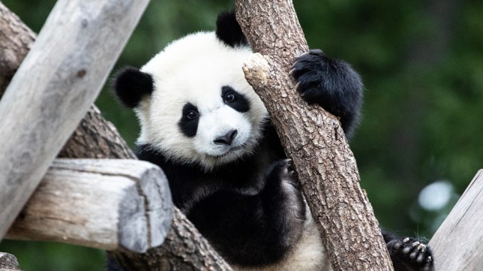 Beba panda iz zoo vrta u Vašingtonu dobila ime "Malo čudo" 1