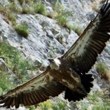 Razmatra se zabrana letova iznad Uvca gde žive zaštićeni orlovi 5
