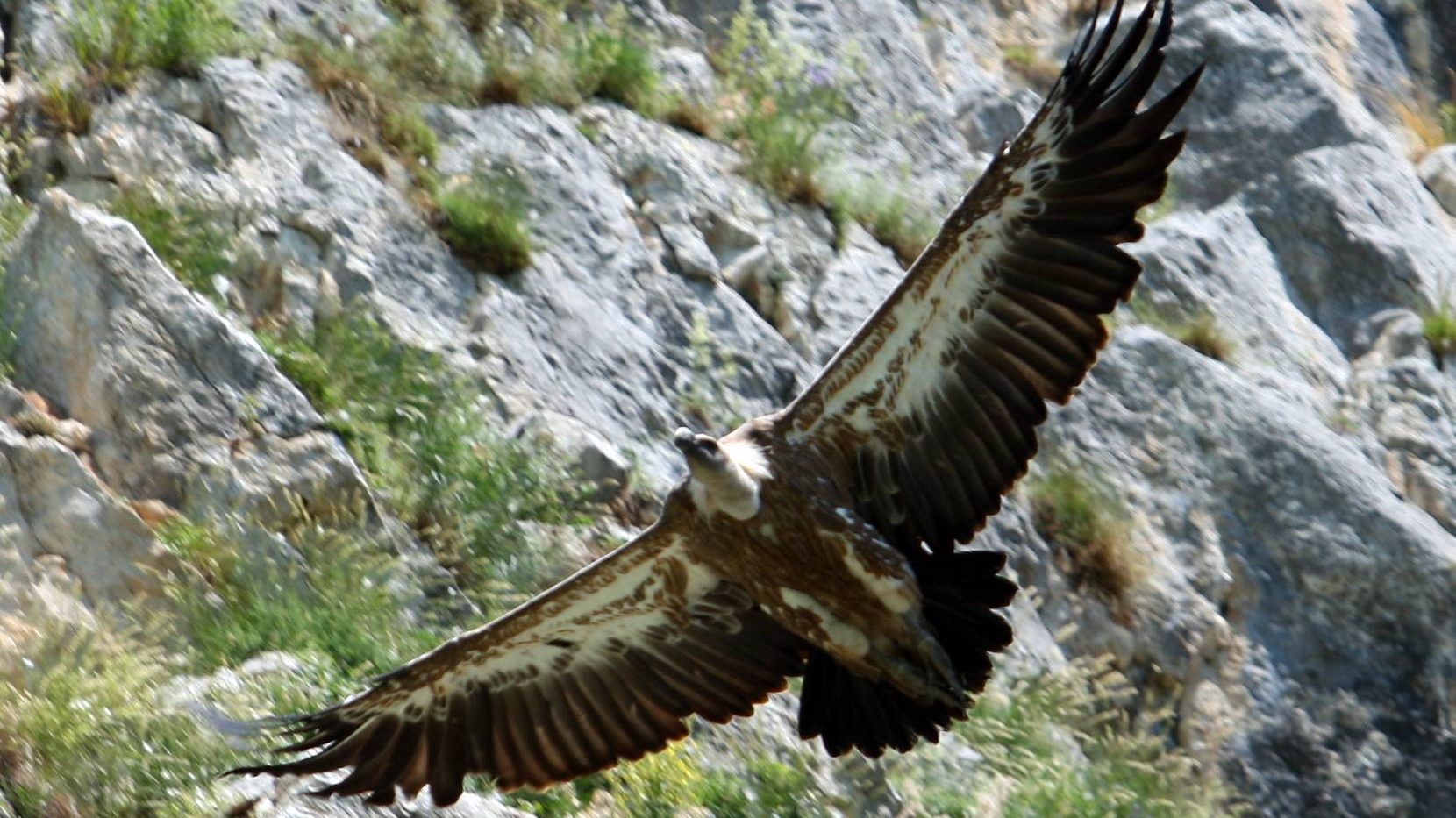Razmatra se zabrana letova iznad Uvca gde žive zaštićeni orlovi 1
