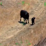 Helikopter spasavao par u Kaliforniji od napada krave i teleta 4