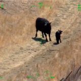 Helikopter spasavao par u Kaliforniji od napada krave i teleta 3