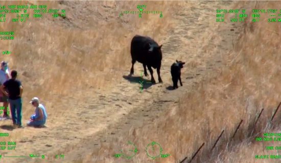 Helikopter spasavao par u Kaliforniji od napada krave i teleta 1