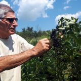 Aroniju sa obronaka Suve planine kupci neće ni za 100 dinara 8