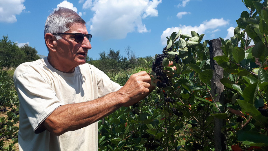 Aroniju sa obronaka Suve planine kupci neće ni za 100 dinara 1