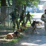 Vojska u Nišu prodaje pse, građani negoduju i traže udomljavanje 4