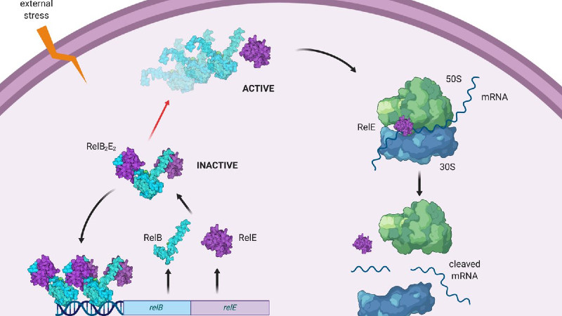 Brojne mogućnosti softvera za naučne ilustracije 1