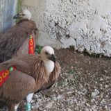 Nastradali mladunci beloglavog supa u rezervatu Uvac 10