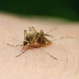 Batut: Do sada potvrđeno 13 slučајеvа оbоlеvаnjа оd grоznicе Zаpаdnоg Nilа u Srbiji 11