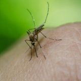 Na teritoriji Mačvanskog okruga počelo suzbijanje larvi komaraca 16