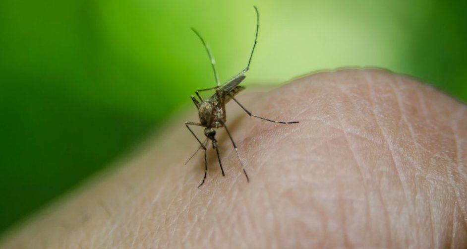 Batut zvanično potvrdio prvi slučaj groznice Zapadnog Nila u Srbiji 1