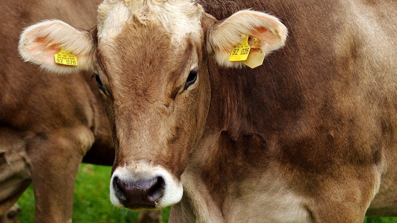 Agrosmart: Propao SVC Krnjača, bikovi završili u klanici, uništen depo semena od milion evra 1