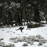 Sneg u Australiji 10
