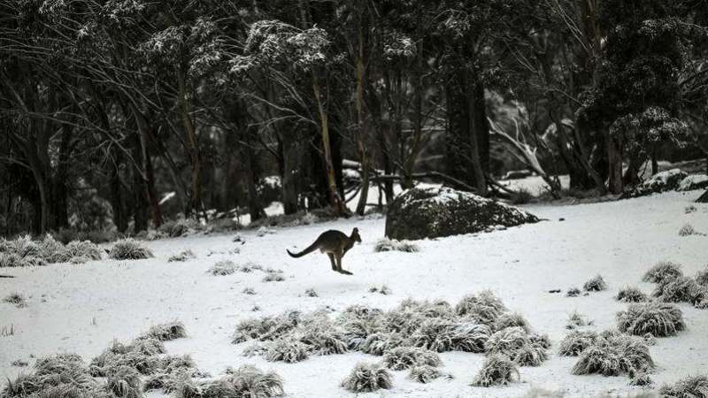Sneg u Australiji 1