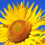 U Srbiji danas sunčano i toplo vreme, najviša temperatura 31 stepen 7