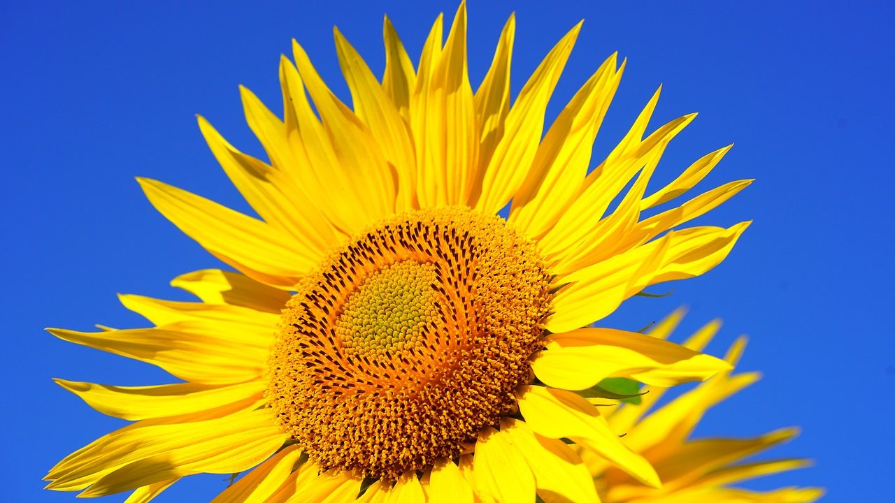 U Srbiji danas sunčano i toplo vreme, najviša temperatura 31 stepen 1