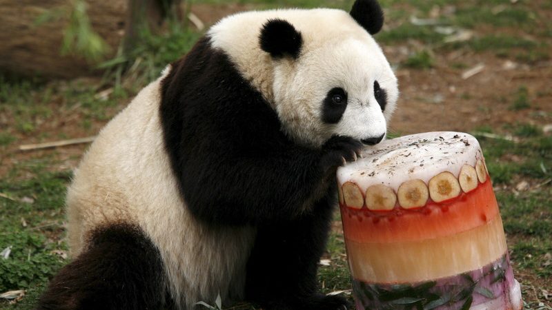 Nacionalni zoološki vrt u Vašingtonu čeka rođenje mladunčeta pande 1