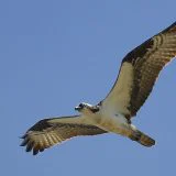 Zavod: Pod zaštitu stavljeno više od 300 vrsta ptica 6