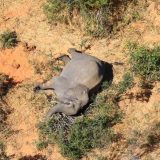 Zimbabve istražuje misterioznu smrt 11 slonova 14