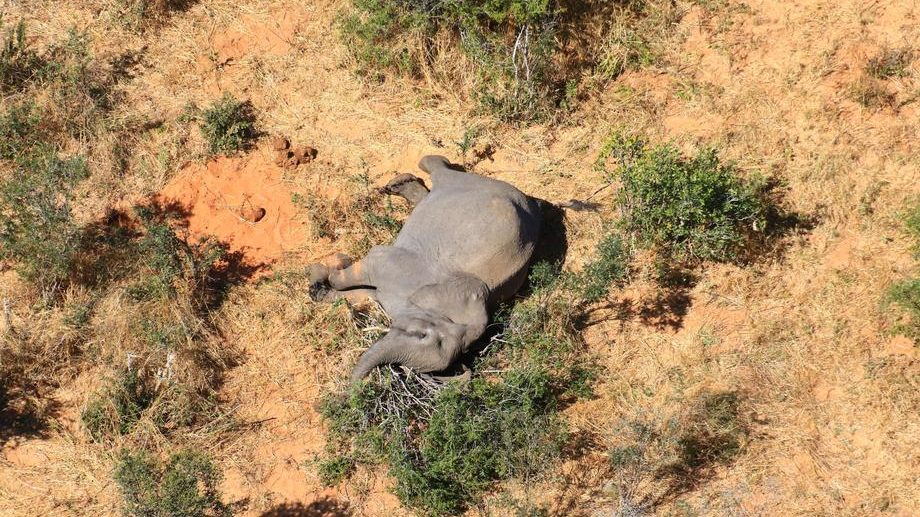 Zimbabve istražuje misterioznu smrt 11 slonova 1