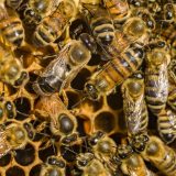 Kancer dojke: Otrov iz pčela ubija neke zloćudne ćelije 8