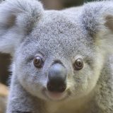 Zaštita životinja: Kako je rat oko koala doveo do pada jedne vlade 5