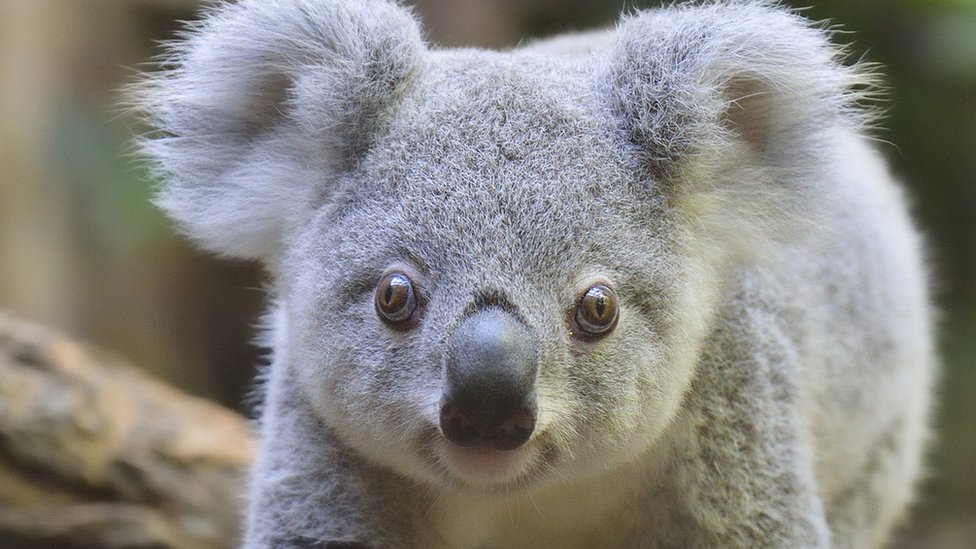 Zaštita životinja: Kako je rat oko koala doveo do pada jedne vlade 1 A koala