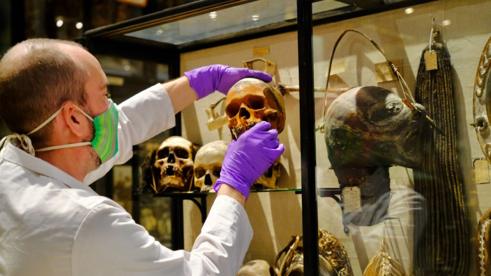 Skull being removed from a display cabinet