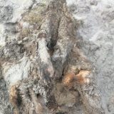 Nauka i životinje: Pronađeni očuvani ostaci medveda iz ledenog doba 5