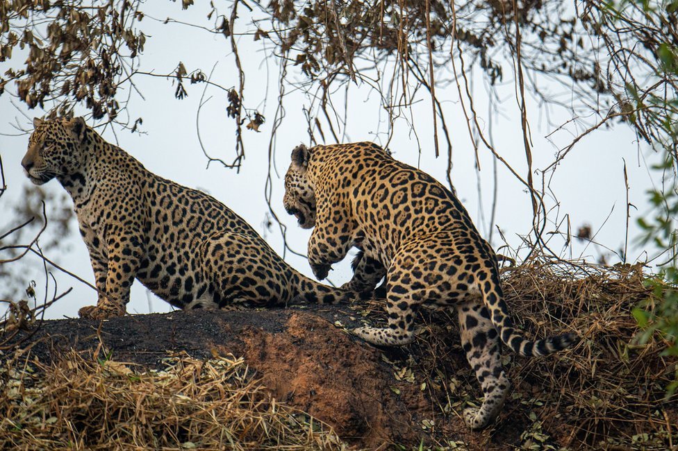Two jaguars climb an embankment