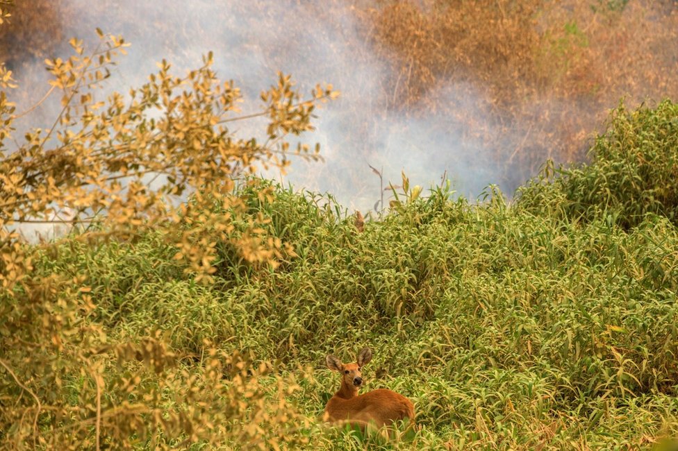 A deer looks startled in the undergrowth as it's surrounded by smoke