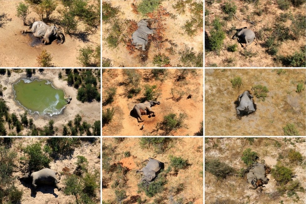 A composite photo shows dead elephants in Botswana's Okavango Delta in May and June 2020.