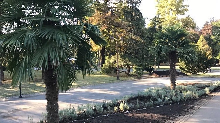 Hoće li palme na Kalemegdanu dočekati proleće? (VIDEO) 1