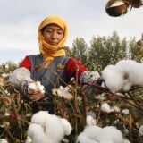 SAD blokirale uvoz pamuka iz kineske oblasti Sindjang kao proizvod prinudnog rada 4