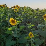 Rod i cena suncokreta prepolovljeni 5