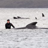 Skoro 500 kitova nasukano u australijskoj ostrvskoj državi 10