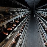 Vege zajednica: EU zabranila kavezni uzgoj životinja 9