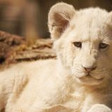 Mladunče belog lava koje je bilo u sudaru u Nemačkoj je dobro 8