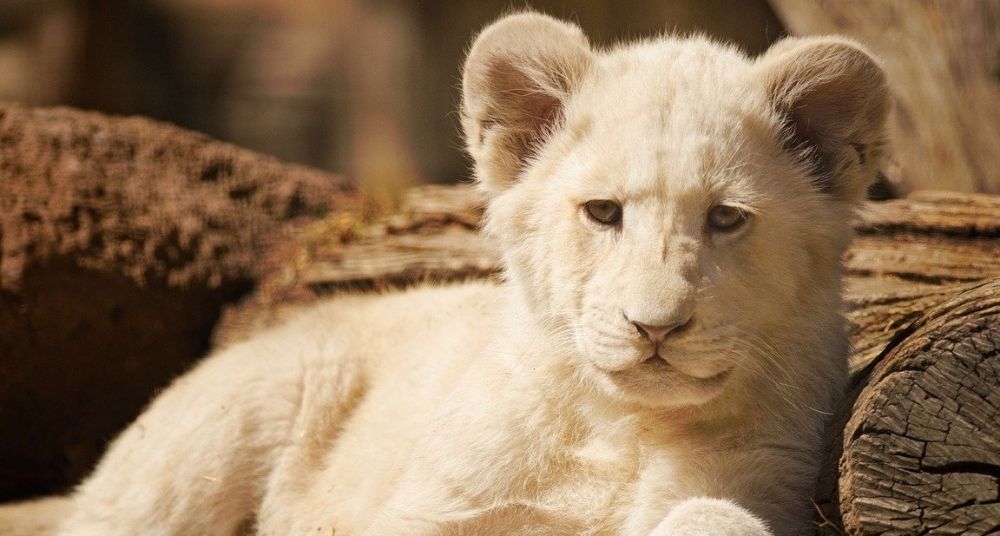 Mladunče belog lava koje je bilo u sudaru u Nemačkoj je dobro 1