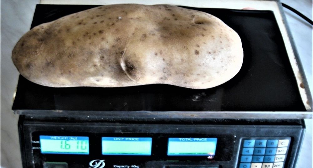 Na poljoprivrednom imanju u dolini Peka rodio krompir za Ginisa 2