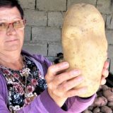 Na poljoprivrednom imanju u dolini Peka rodio krompir za Ginisa 3