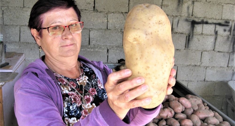 Na poljoprivrednom imanju u dolini Peka rodio krompir za Ginisa 1