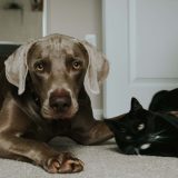 Bolovanje zbog bolesti kućnog ljubimca – opravdan ili neosnovan zahtev 12