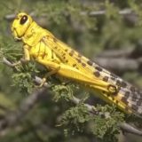 UN: Skakavci prete delovima južne Afrike 12