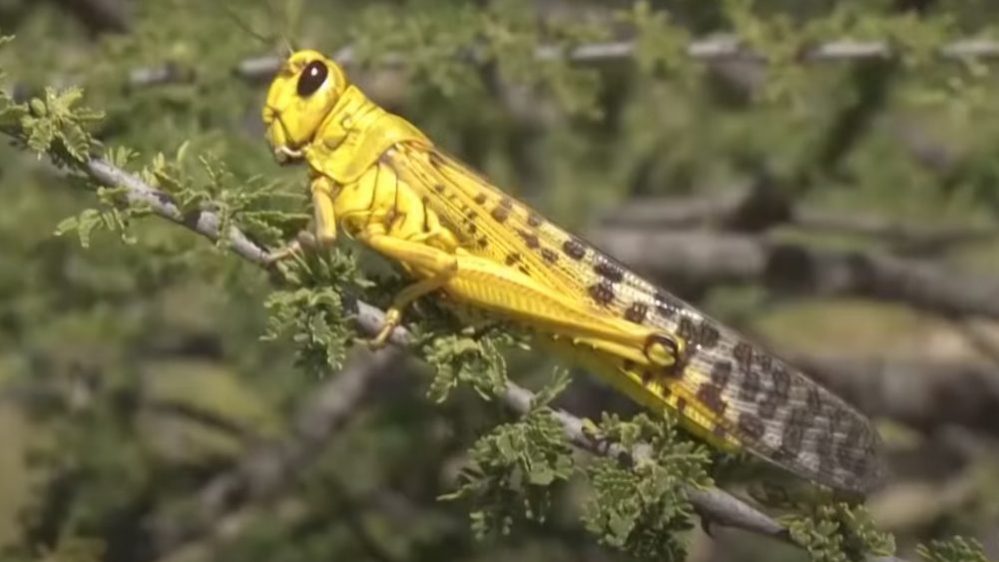 UN: Skakavci prete delovima južne Afrike 1