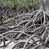 Kako se Kenija bori protiv klimatskih promena 4