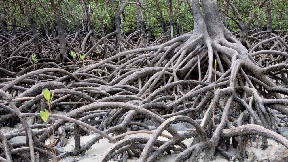 Kako se Kenija bori protiv klimatskih promena 1