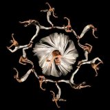 Riječki balet na 17. BFI 10